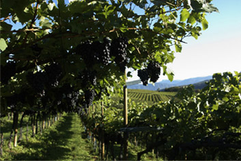 vigneto a Caldaro al lago