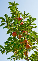Äpfel- und Weindorf Kaltern