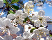 Un mare di fiori & aria di primavera