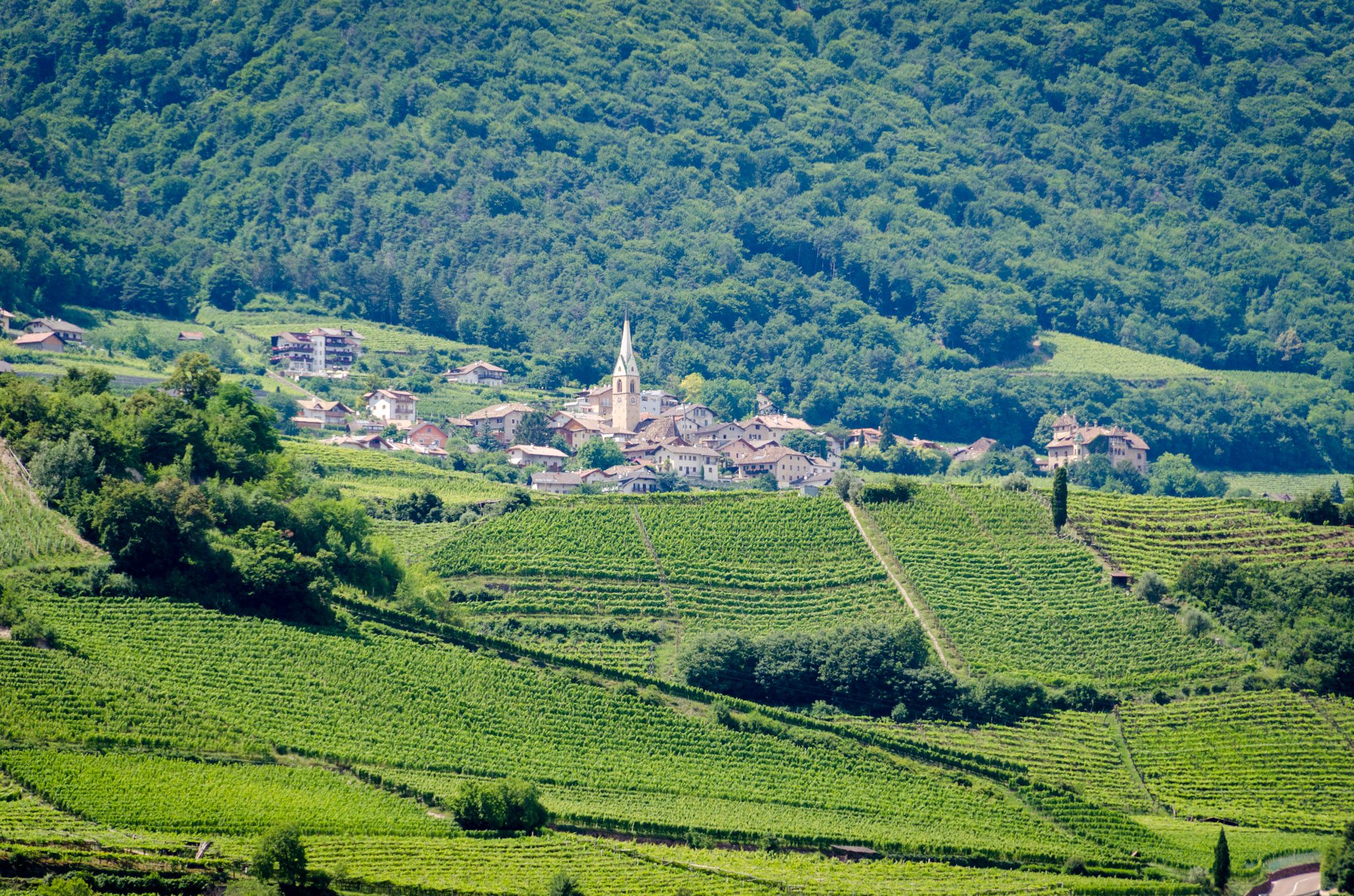 Weinberge rund um Kaltern