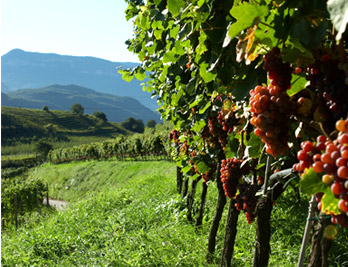 paese vinicolo Caldaro