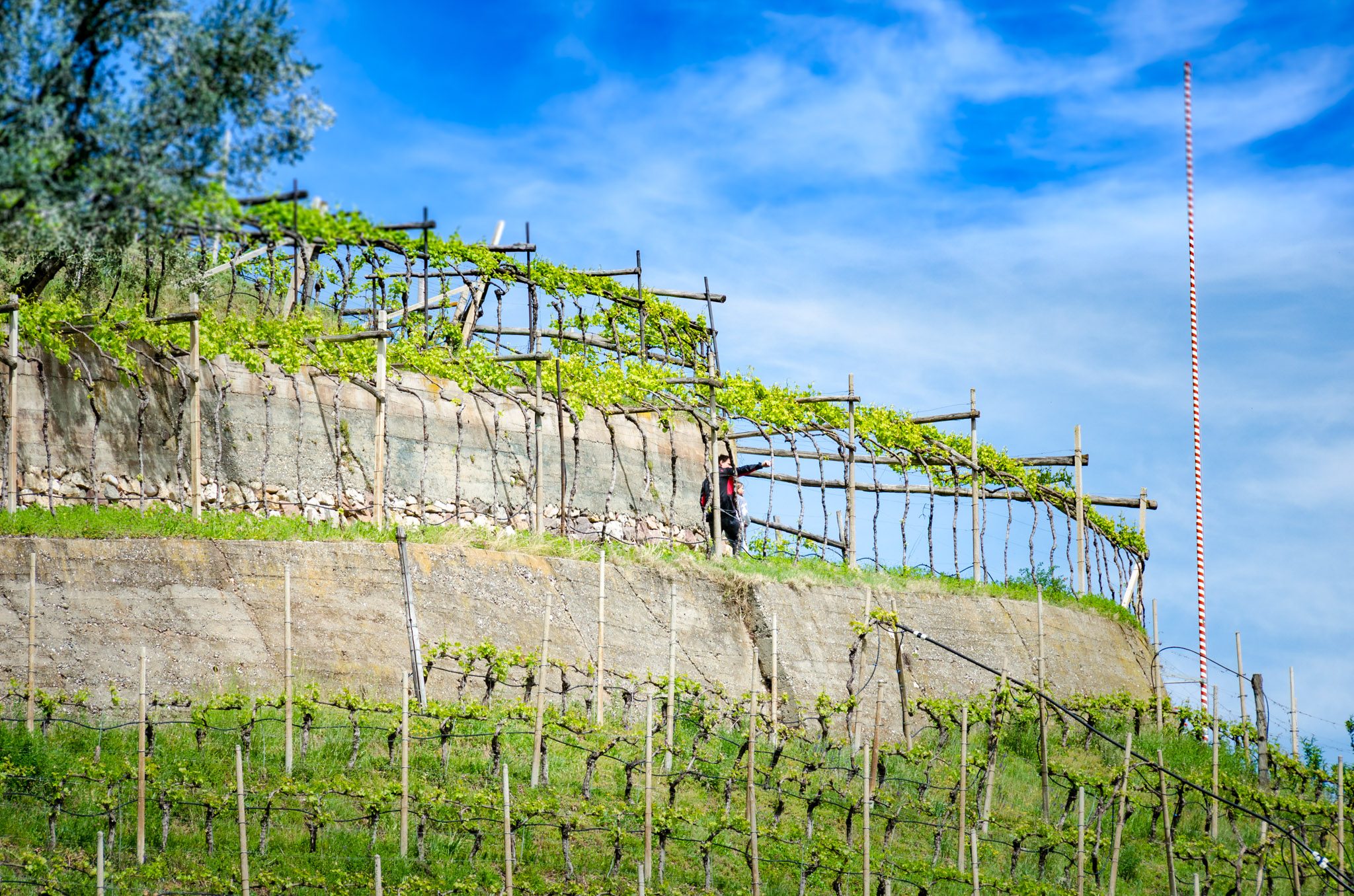 Kalterer Weinweg